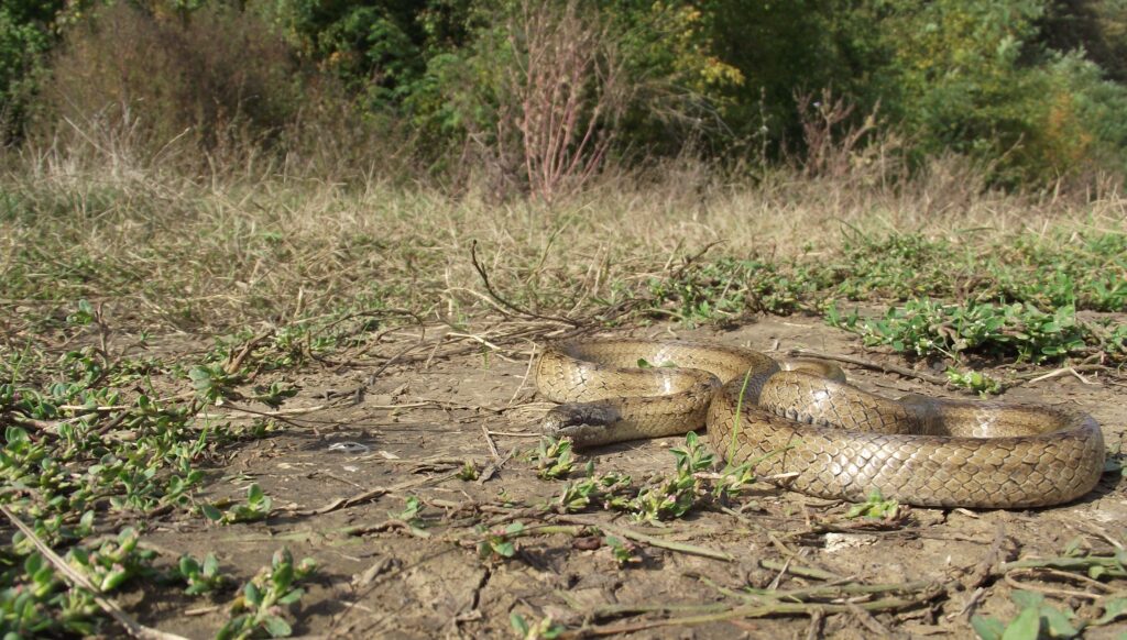 Atenţie, e mare şarpele! O reptilă de 1.5m, găsită într-o casă