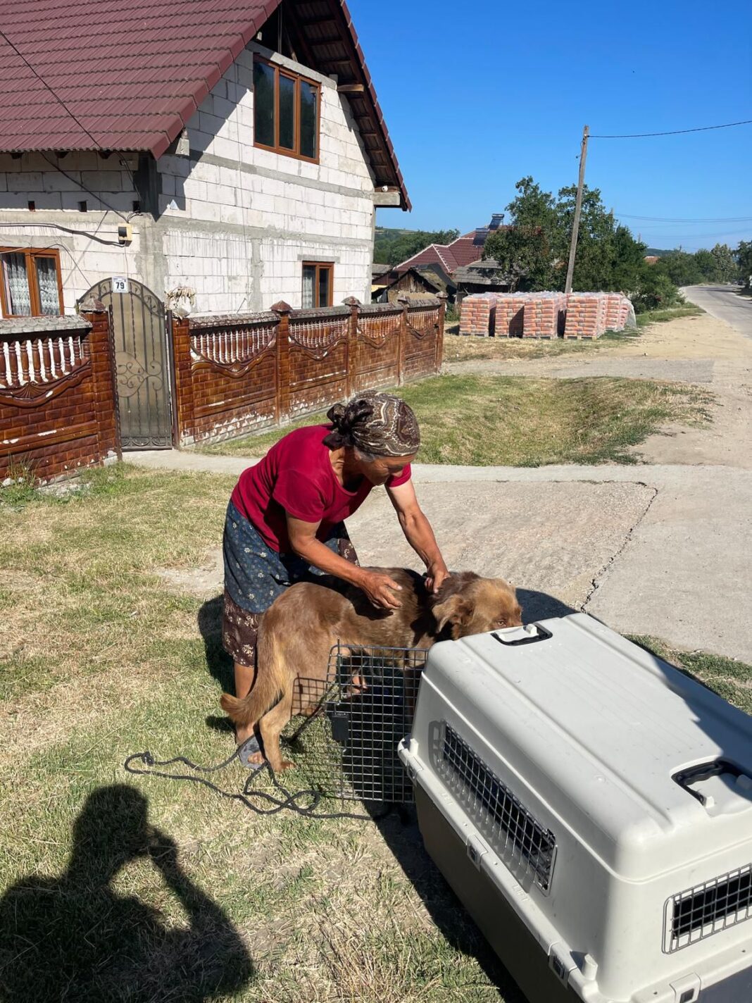 Campanie de sterilizare la Negomir, organizată de Consiliul Județean Gorj