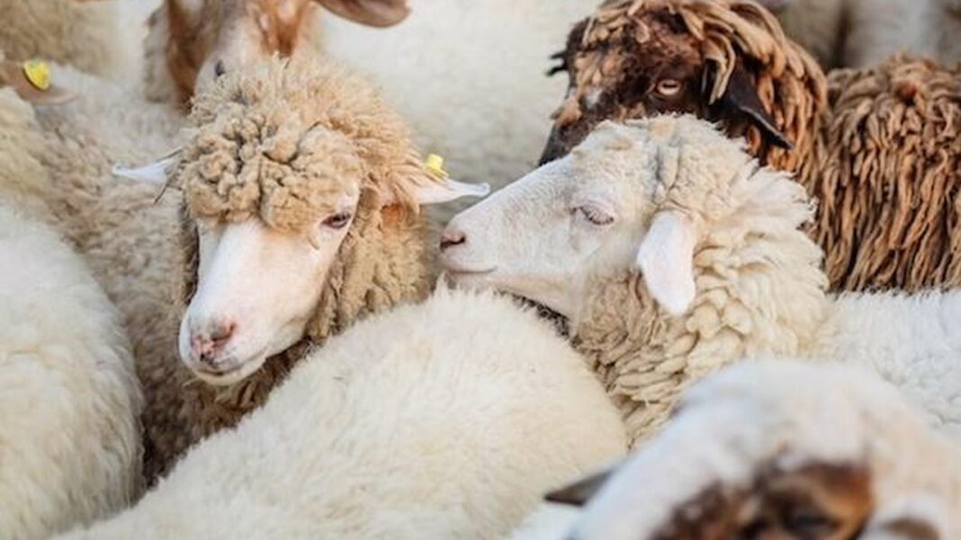 Primul caz de variola ovinei a fost confirmat în România. Aproape 500 de oi au fost deja sacrificate în județul Teleorman