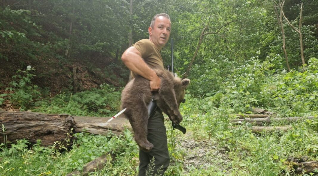 A fost găsit unul dintre puii ursoaicei ucise pe Transfăgărășan