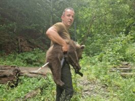A fost găsit unul dintre puii ursoaicei ucise pe Transfăgărășan