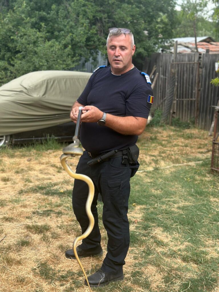 Jandarmii Acționează pentru Eliminarea Șerpilor Descoperiți în Apropierea Zonelor Aglomerate