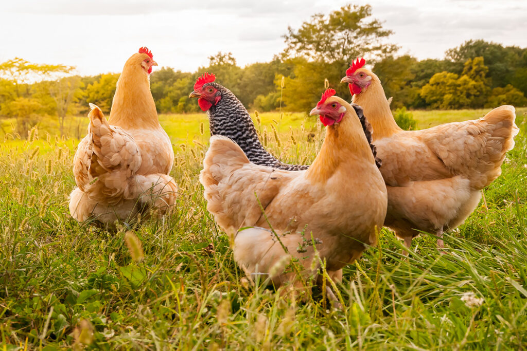 Guvernul Reduce TVA la 11% pentru Materii Prime în Industria Alimentară, Inclusiv Animale și Păsări Domestice