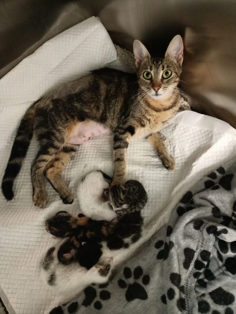 Salvatoarea Puișorilor Abandonați După ce a Fost Lovită de Mașină