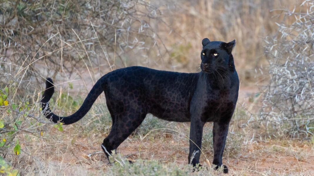 Bulgarii nu mai caută pantera neagră, despre care cred acum că era doar un câine
