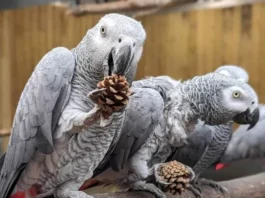 Cinci papagali de la un zoo, izolați după ce au început să înjure și jignească oamenii
