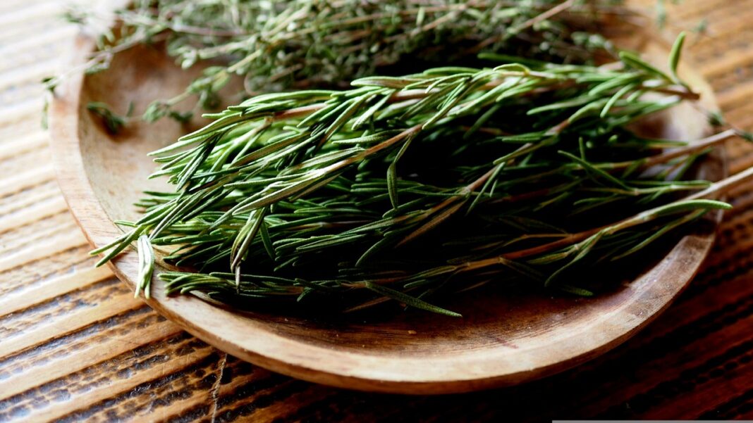 Rozmarinul, planta aromatică medicinală care sprijină și îmbunătățește memoria