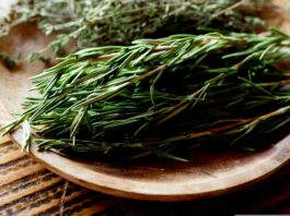 Rozmarinul, planta aromatică medicinală care sprijină și îmbunătățește memoria