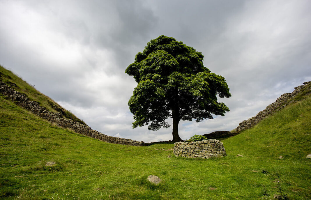 Bărbații care au tăiat cel mai iubit arbore din Anglia, condamnați la pușcărie