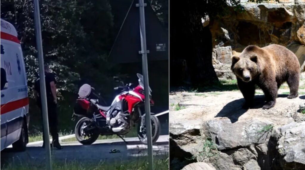 Motociclist omorât de urs pe Transfăgărășan! Corpul a fost târât într-o râpă