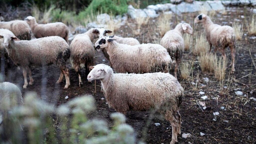 Focar de variolă ovină confirmat și sacrificarea a 3.000 de animale