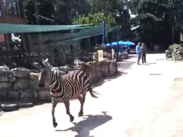 Trei persoane au fost rănite de o zebră evadată de la zoo