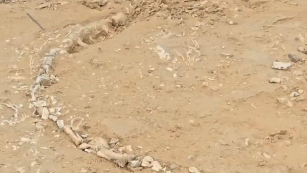 Fosilă rară de fitosaur descoperită în Rajasthan, India