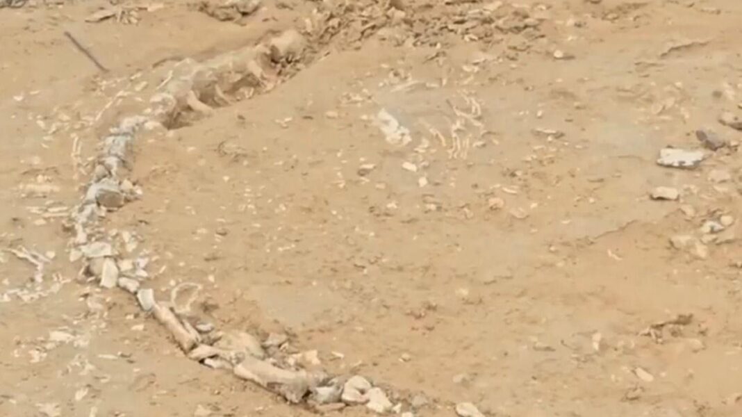 Fosilă rară de fitosaur descoperită în Rajasthan, India