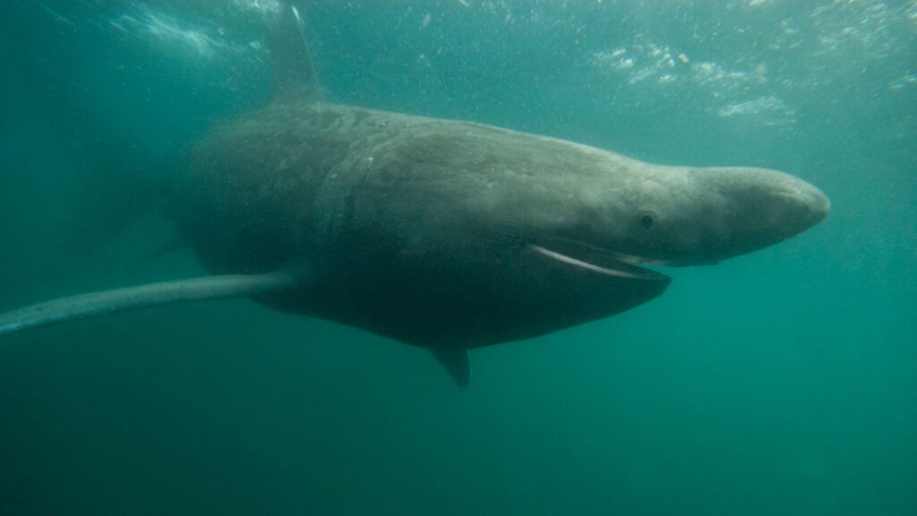 Tonul roșu a fost văzut în număr mare de-a lungul coastei de sud-vest în acest an
