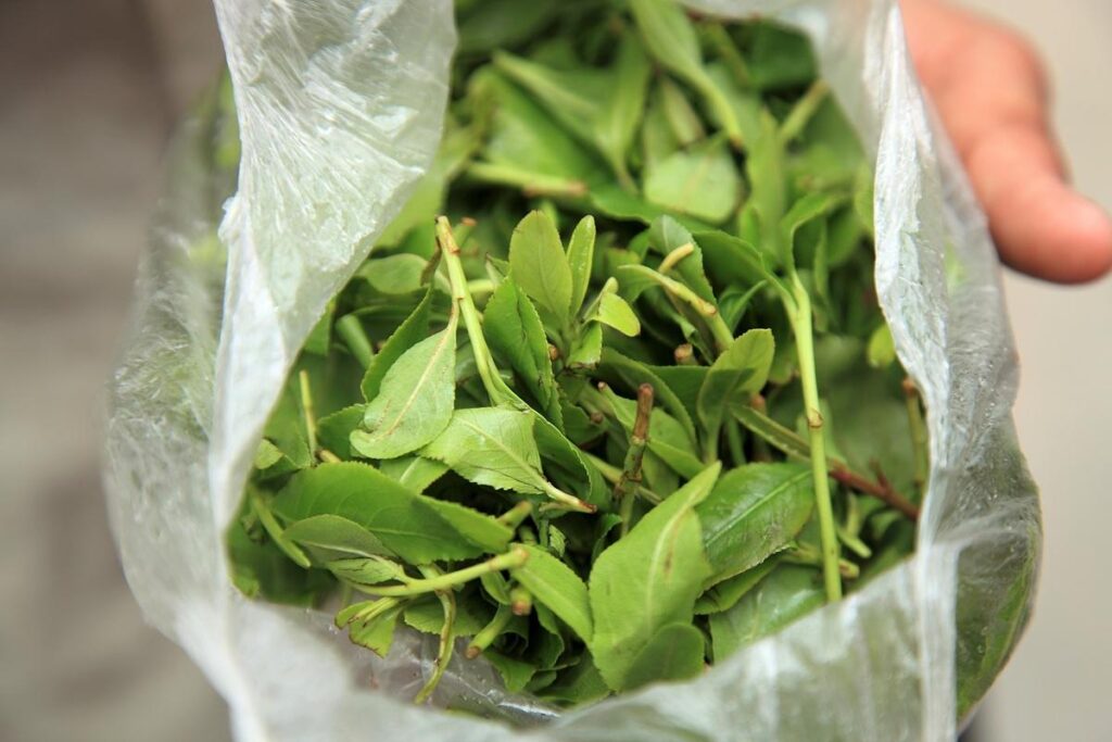 Grecia realizează o confiscare record de frunze de khat