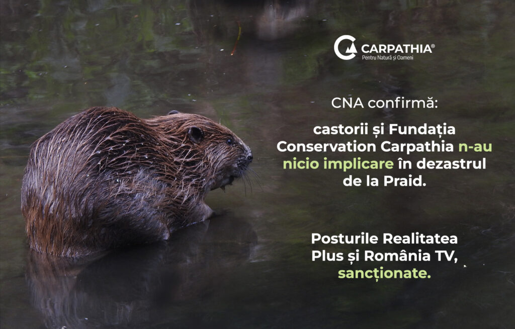CNA sancționează televiziunile care au promovat dezinformarea privind castorii și Salina Praid