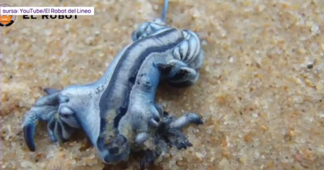 Mai multe plaje au fost închise în Spania după ce turiștii au fost înțepați de o moluscă veninoasă