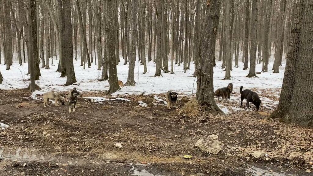 O femeie de 57 de ani, atacată mortal de câini ciobănești în pădure