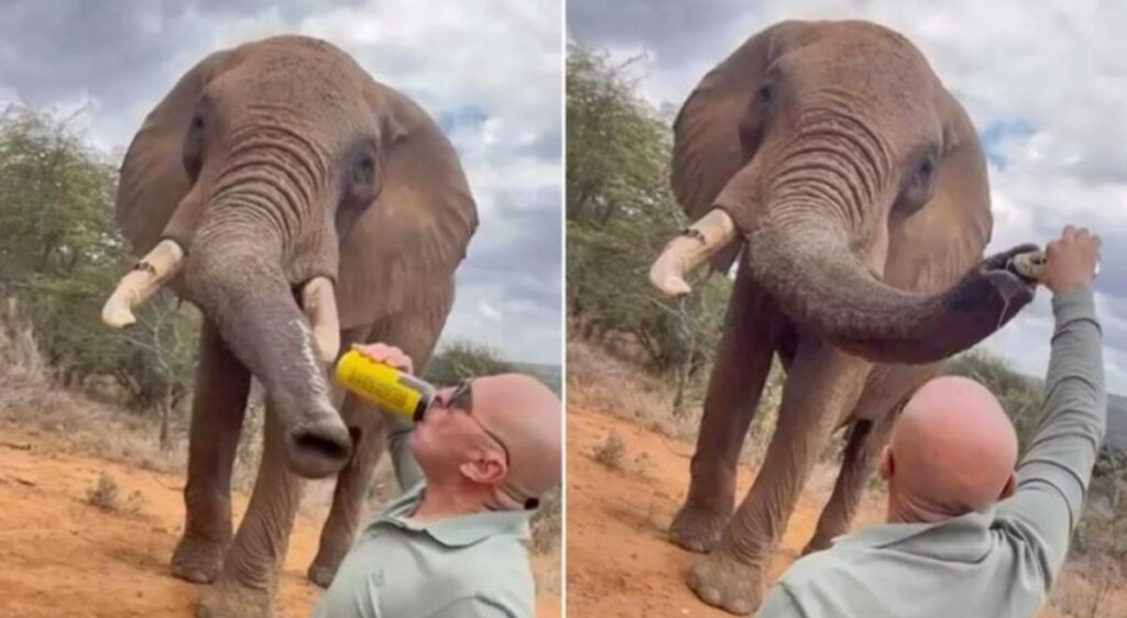 Un turist a filmat și a postat pe internet momentul în care toarnă bere în trompa unui elefant
