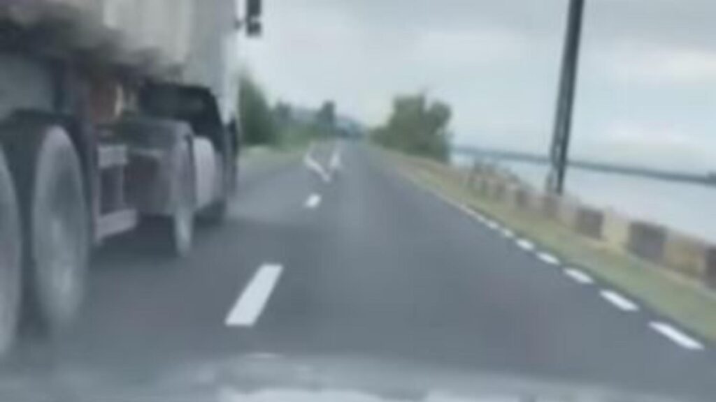 Dosar penal după ce o lebădă a fost lovită mortal de un autovehicul în Mehedinți