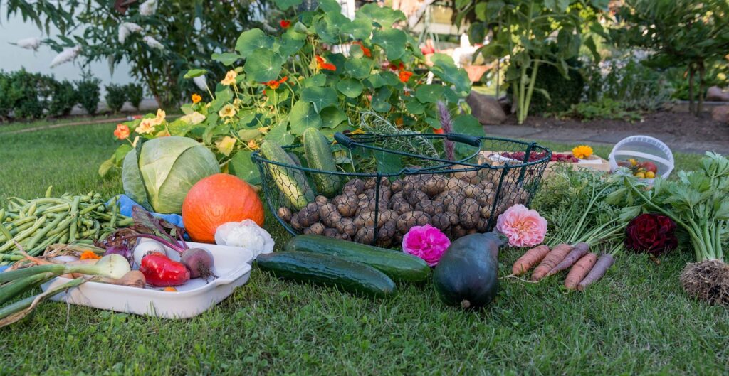 Ce legume plantăm în septembrie pentru o recoltă bogată de toamnă