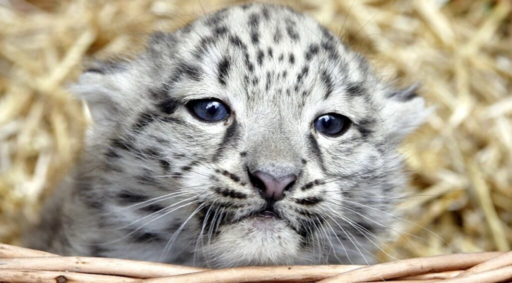 Primul Leopard de Zăpadă în 94 de Ani