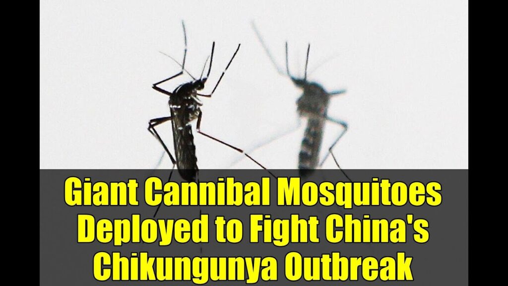 (VIDEO) Epidemia de chikungunya în China este combătută prin utilizarea țânțarilor modificati genetic