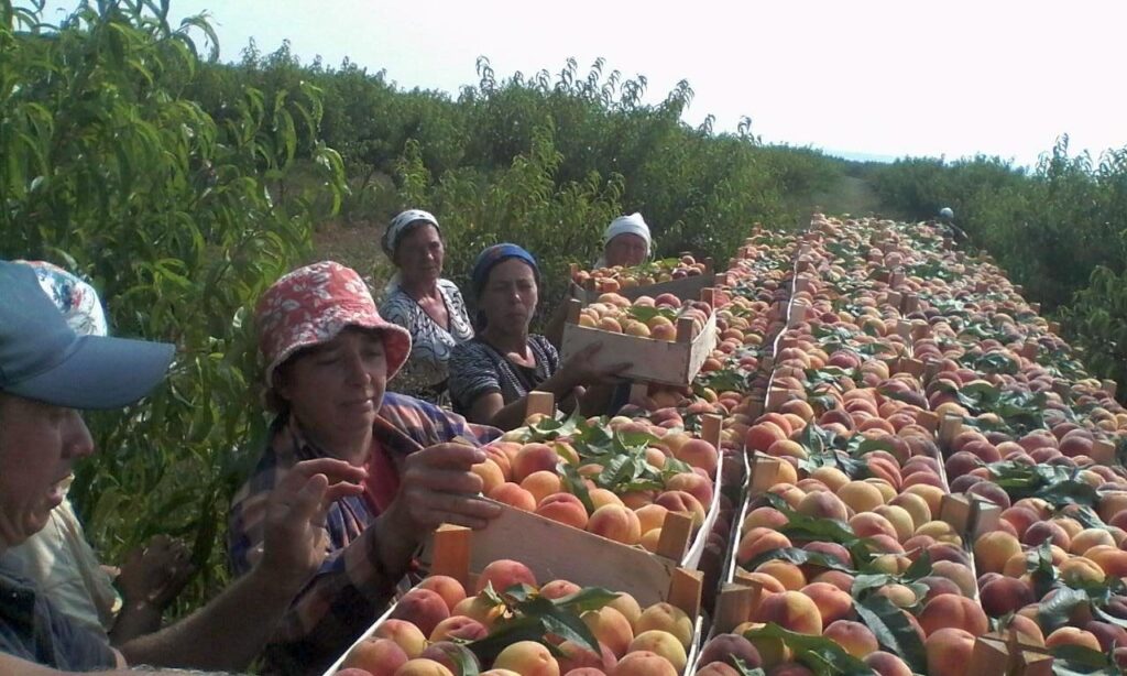 Un român a murit de cald în Spania în timp ce muncea la cules de fructe