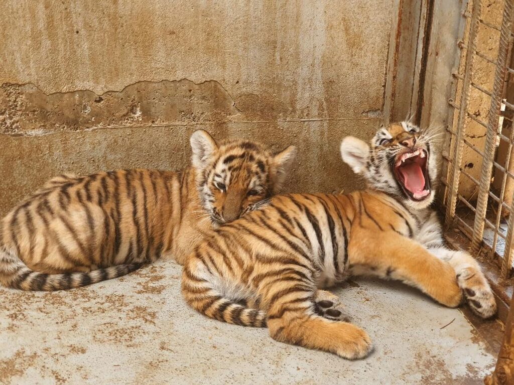 Doi pui de tigru siberian au venit pe lume într-un parc safari din Regatul Unit