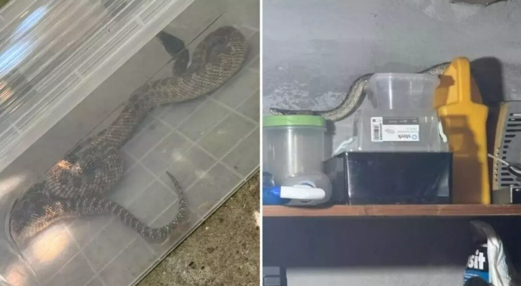 Atenție, nu e glumă! Un „balaur dobrogean“, lung de peste un metru, prins într-o gospodărie