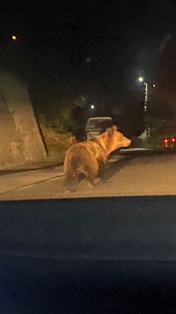 (VIDEO) Urșii dau năvală în satele din Vâlcea – intervenții de urgență în miez de noapte și în zori