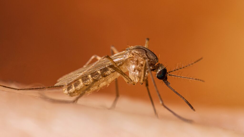Două cazuri de virus West Nile depistate în România