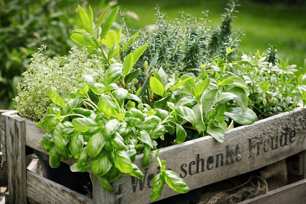 Detoxifiere și Regenerare