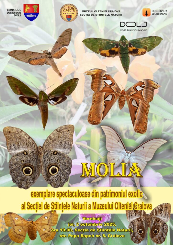 Molia atlas și alte specii spectaculoase expuse la Craiova