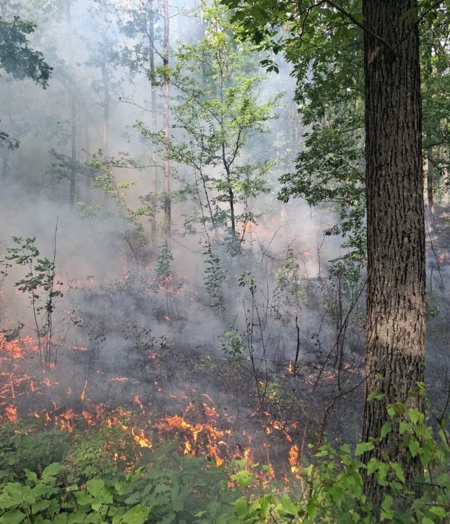 Vâlcea: Incendiu de vegetație în localitatea Fârtățești