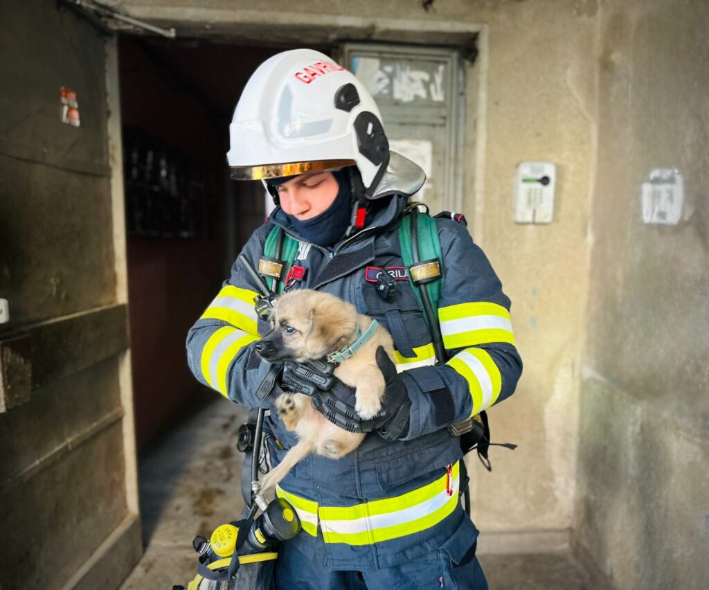 Incendiu la un apartament din Drobeta Turnu Severin. Un pompier a salvat un cățel din locuință