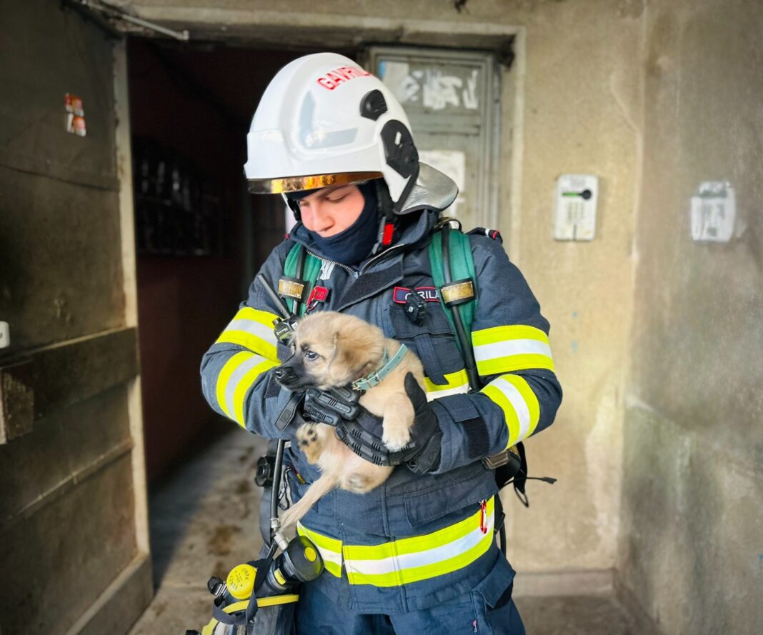 Un pompier a salvat un cățel dintr-o locuință incendiată
