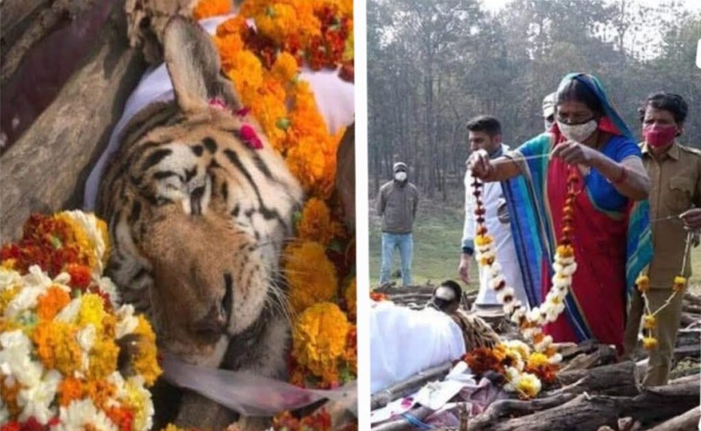 Înmormântare cum rar s-a mai văzut în India! O tigroaică sălbatică, omagiată de localnici