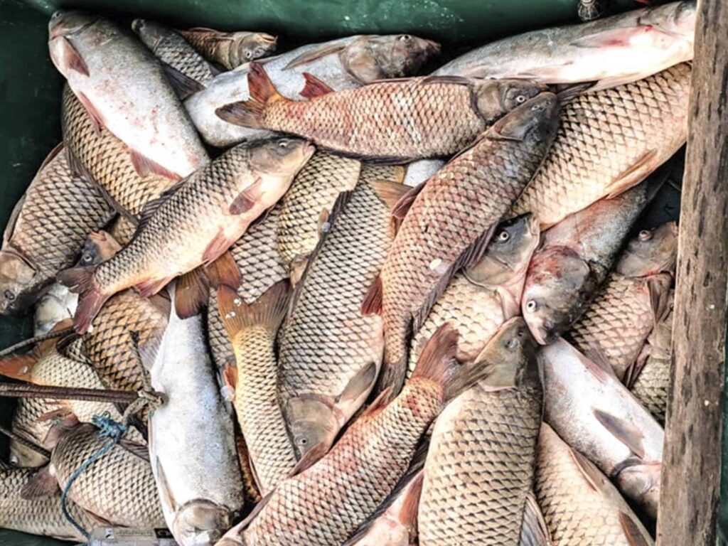 Doi doljeni prinși în flagrant cu 51 kg de pește braconat