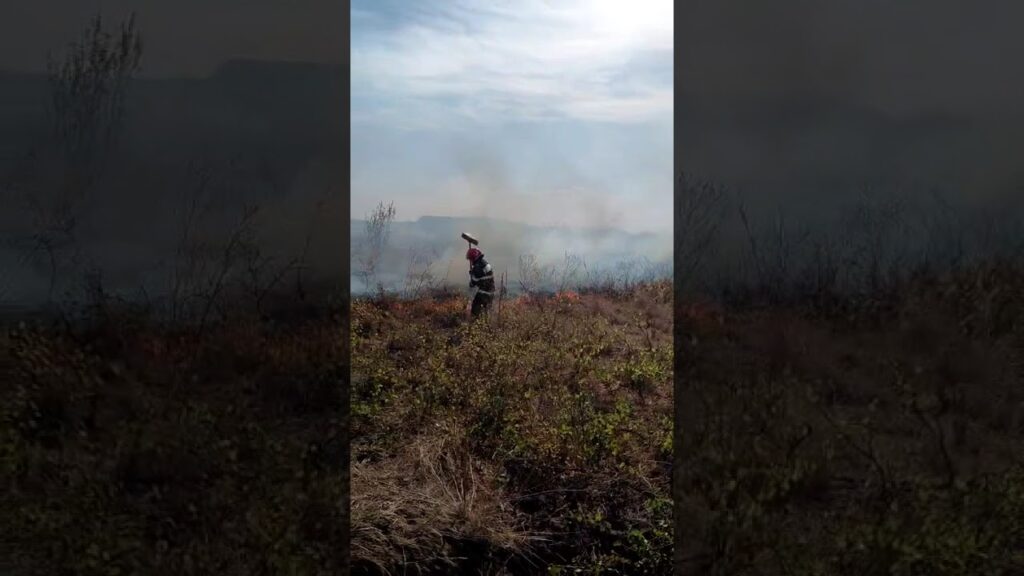 (VIDEO) Incendii de vegetație uscată în mai multe localitaţi din Dolj