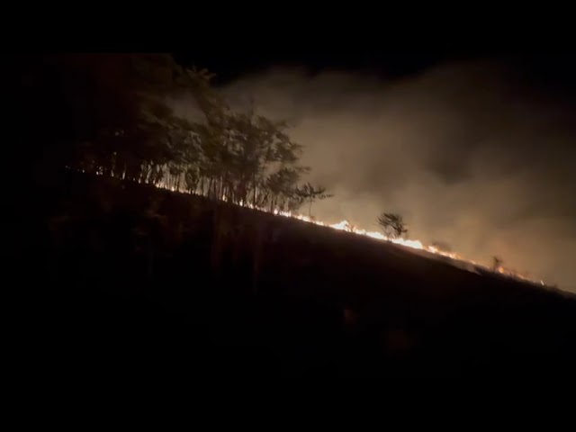 (VIDEO) Dolj: Incendiu puternic de vegetație uscată în comuna Vârvor
