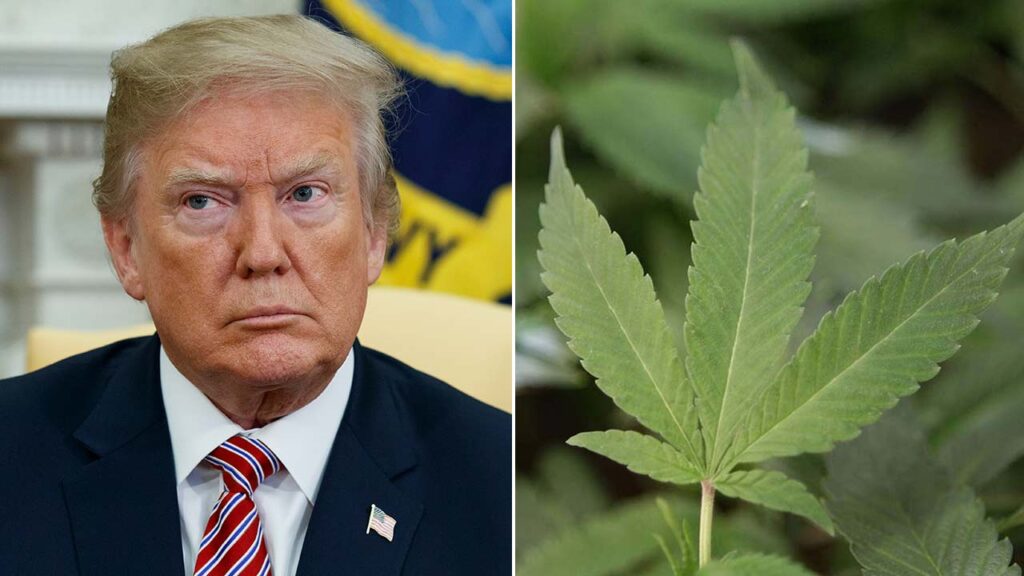 Cannabisul ar putea fi legalizat peste tot în SUA! Decizia stă în mâinile lui Trump