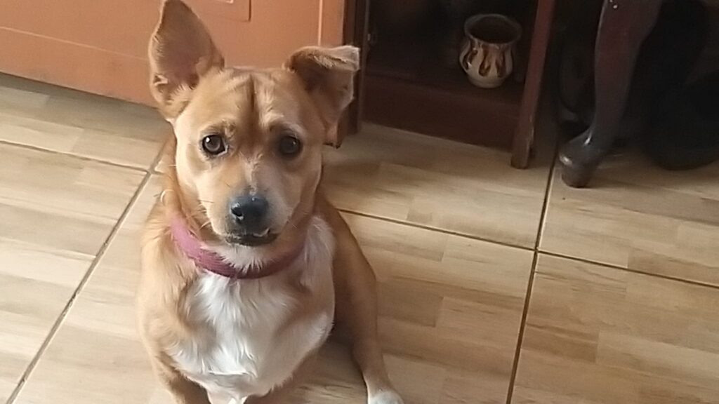 Primăria le va interzice craiovenilor să crească mai mult de 2 câini și 2 pisici în apartamen