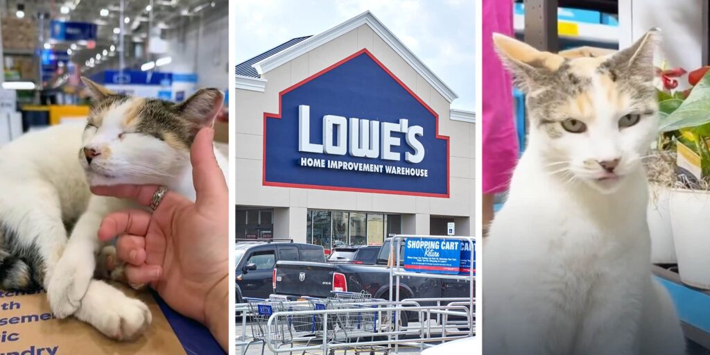 Pisica Francine, „angajata” unui magazin Lowe’s, găsită într-un alt stat după două săptămâni de căutări