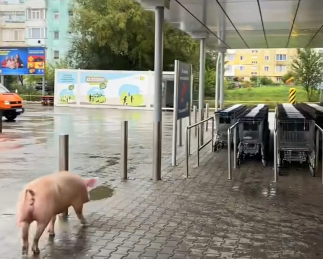 Un porc, printre clienţii unui magazin Lidl