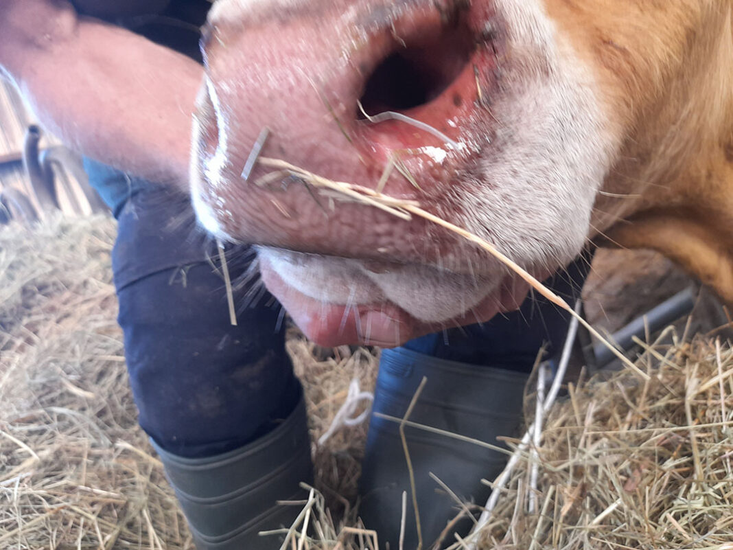 Focar de boala limbii albastre la bovine, în Gorj