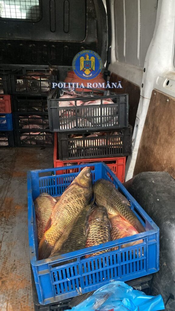 Dolj: 470 kg de pește confiscate pentru vânzare ilegală