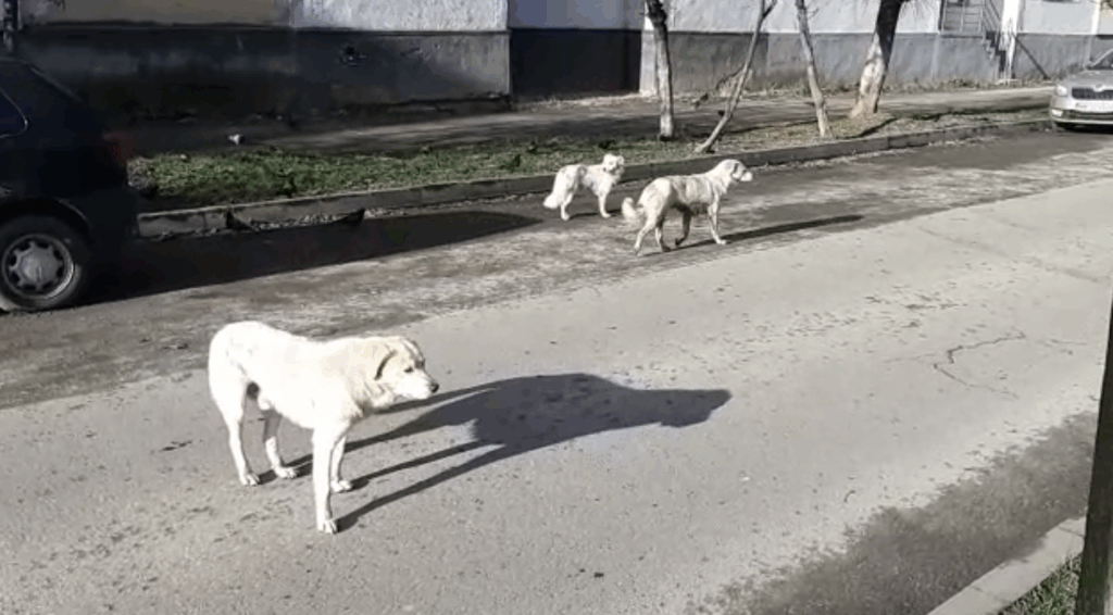 Gorj: Șofer rănit după ce a încercat să evite câini pe DN 66 la Bâlteni