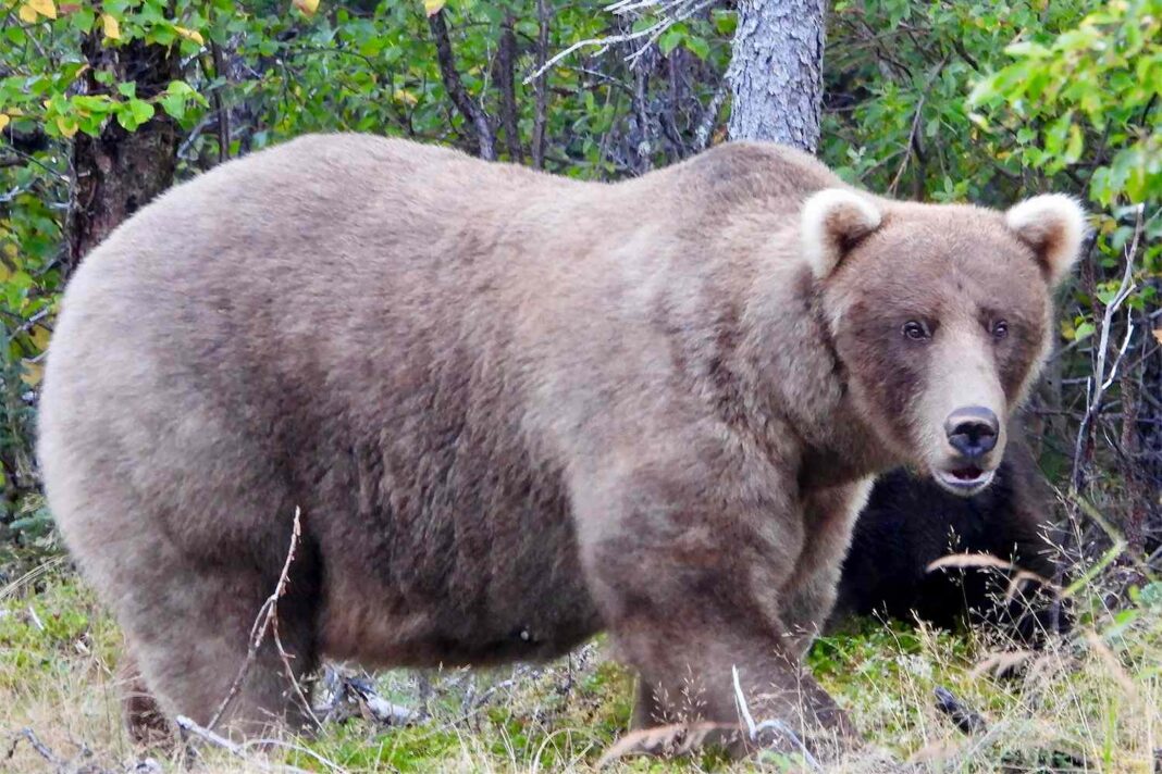 Săptămâna Ursului Gras 2025: Ursul Chunk, numărul 32, vânează somon în râul Brooks. Parcul Național (T. Carmack/Katmai)